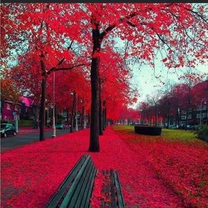 Meet your Posher, Keyma